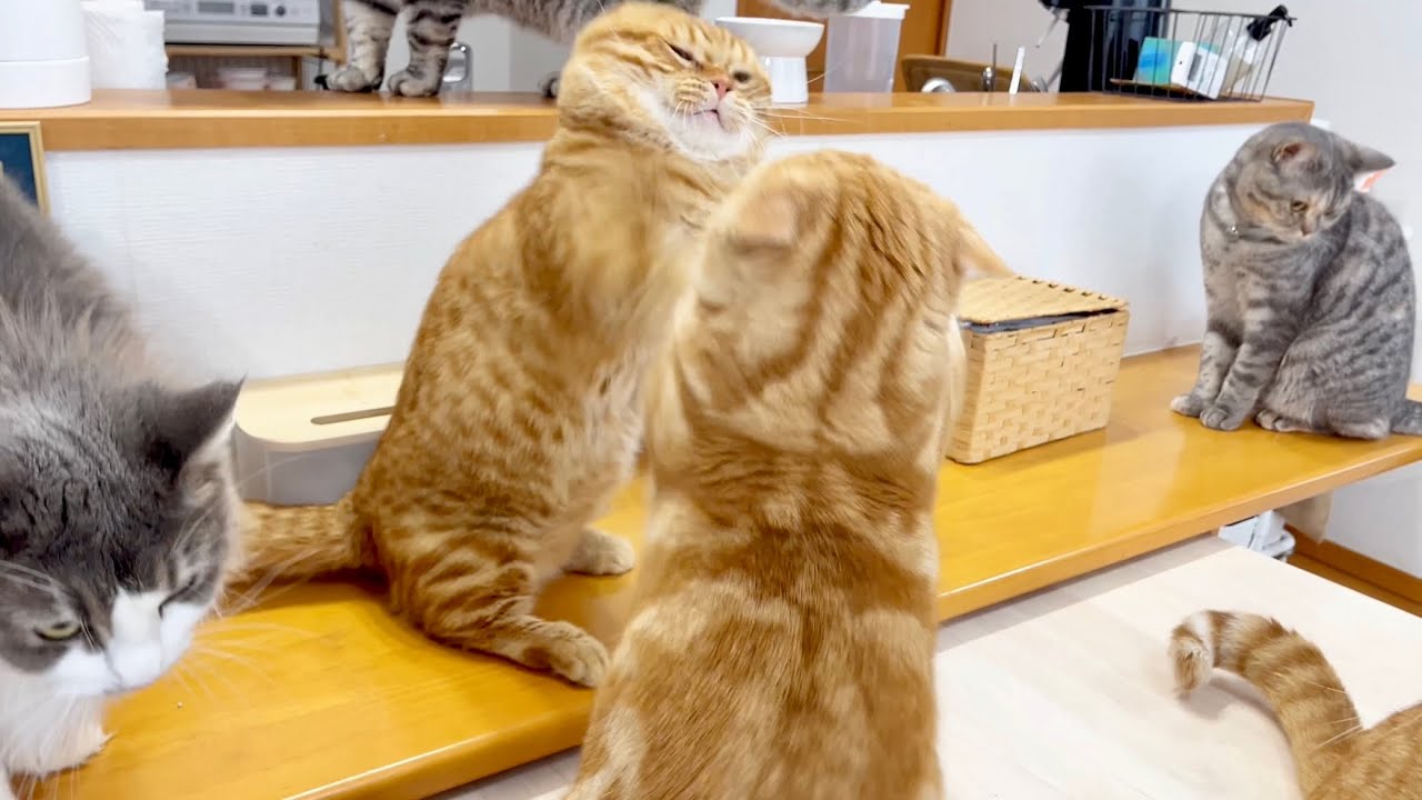 珍しいぽちゃくんとちゃーぼーのていてい合戦！ #猫 #マンチカン