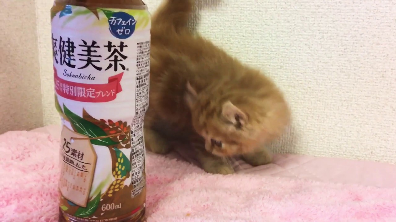 【トロのおうち】5月10日産まれのキンカロー①