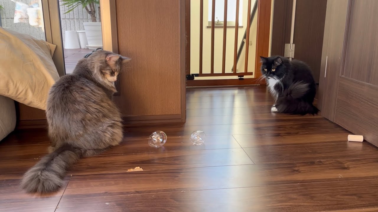 子供から渡された風船を一つ残らず割る猫　ノルウェージャンフォレストキャット　A cat pops all the balloons given by a child