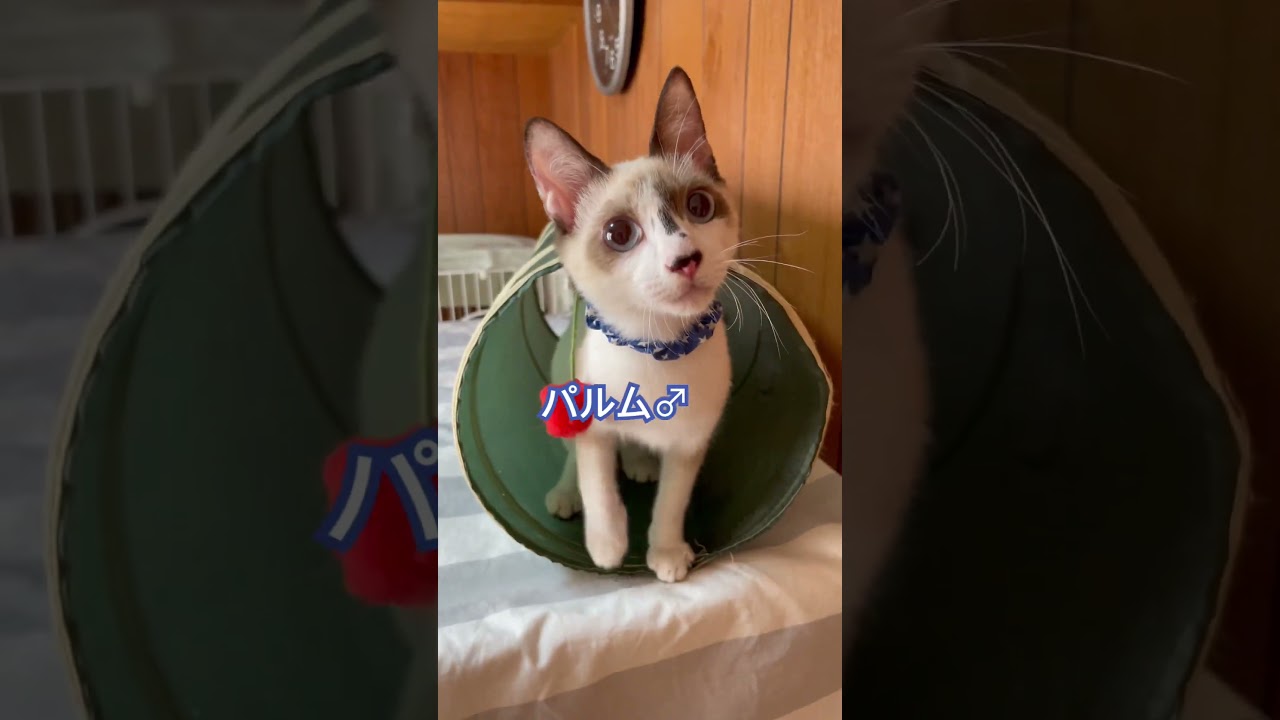 【ニャンニャン神5】シャムミックス5匹キョウダイ集結！