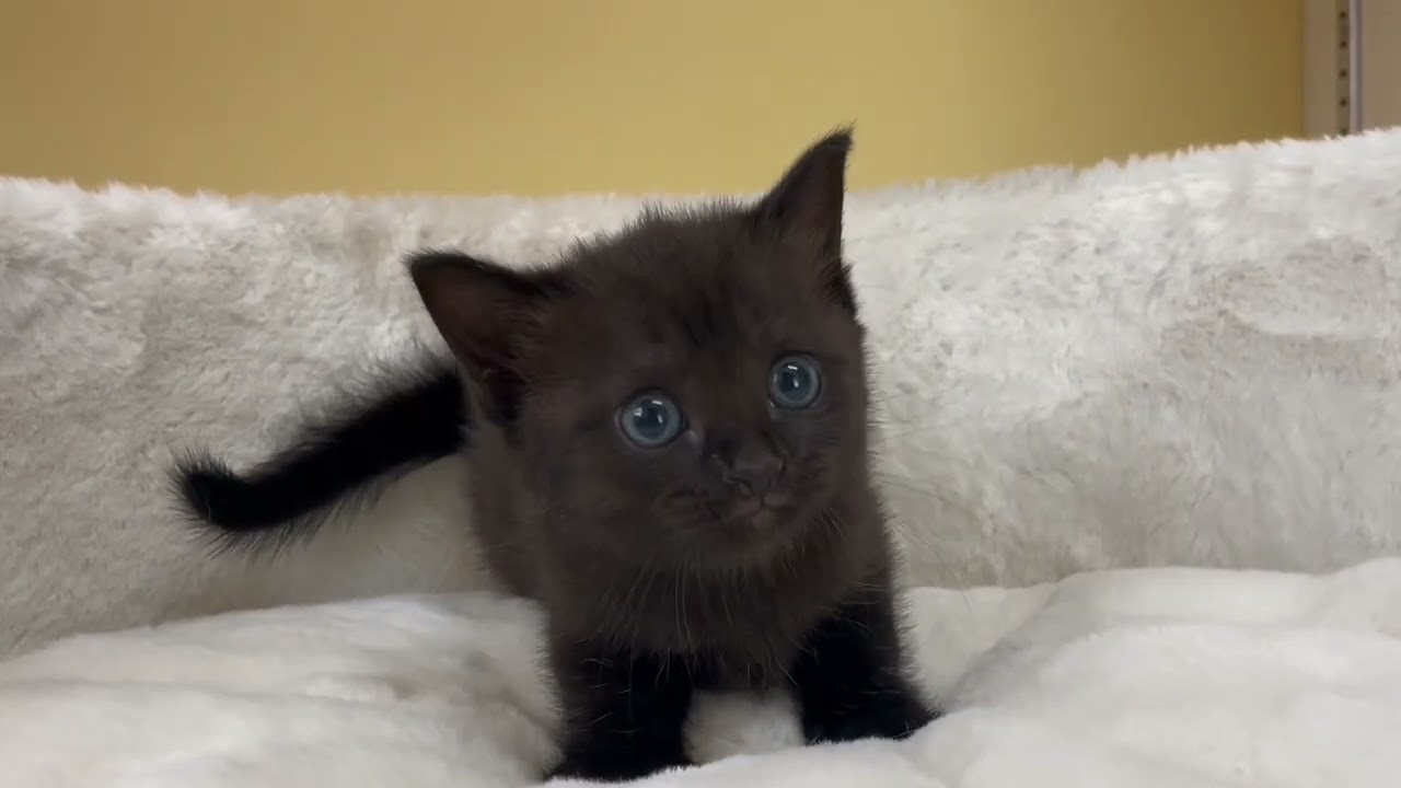 ボンベイ 【ブラック】レア猫種❣️ボンベイ兄妹⭐️