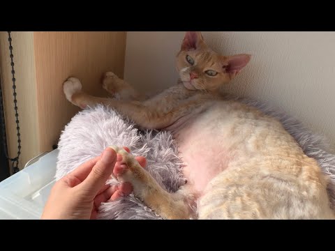 デボンレックス兄が日向ぼっこで気持ち良さそうにしています(Devon Rex cat basking in the sun comfortably)
