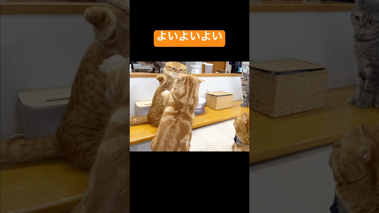 マンチカン同士の戦いが『せっせっせ』に見えてきた #猫 #マンチカン #shorts