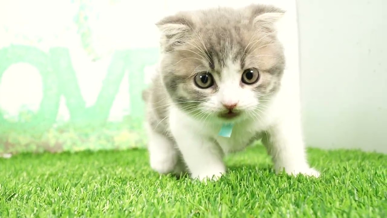 Coo&RIKU　No657010　スコティッシュフォールド