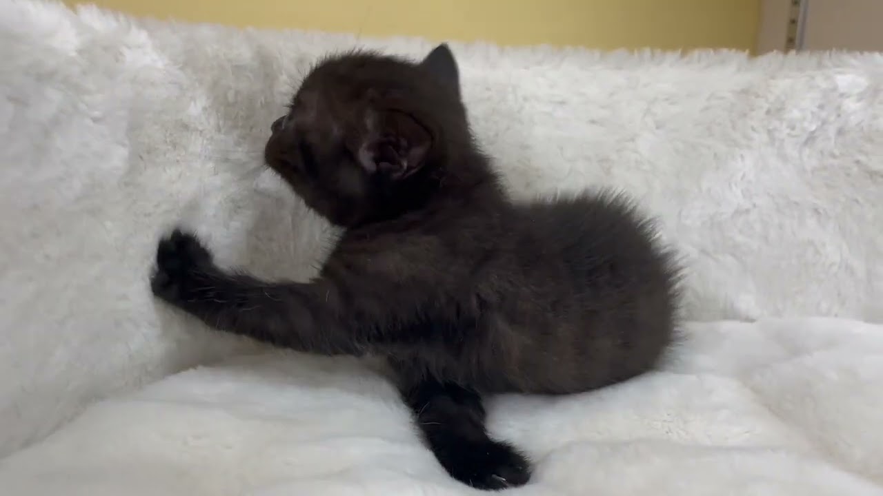 ボンベイ 【ブラック】レア猫種❣️ボンベイ兄妹⭐️