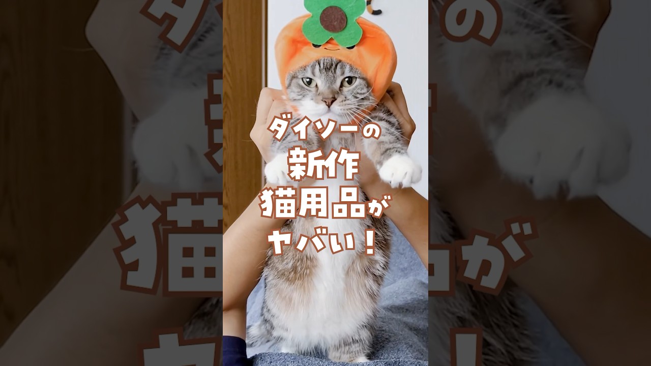 ダイソーの新作猫用品がヤバい😻