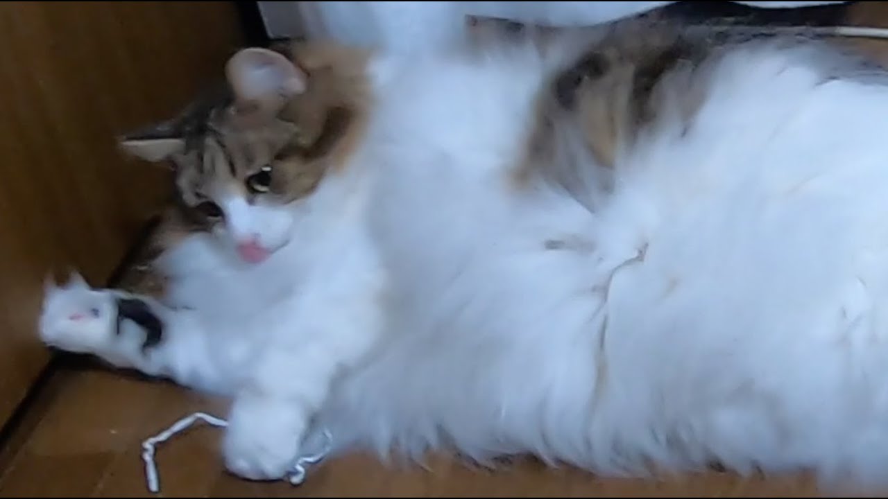 “ビニタイ”で遊ぶ猫のその後が楽し過ぎ〜気になり出したら . . .