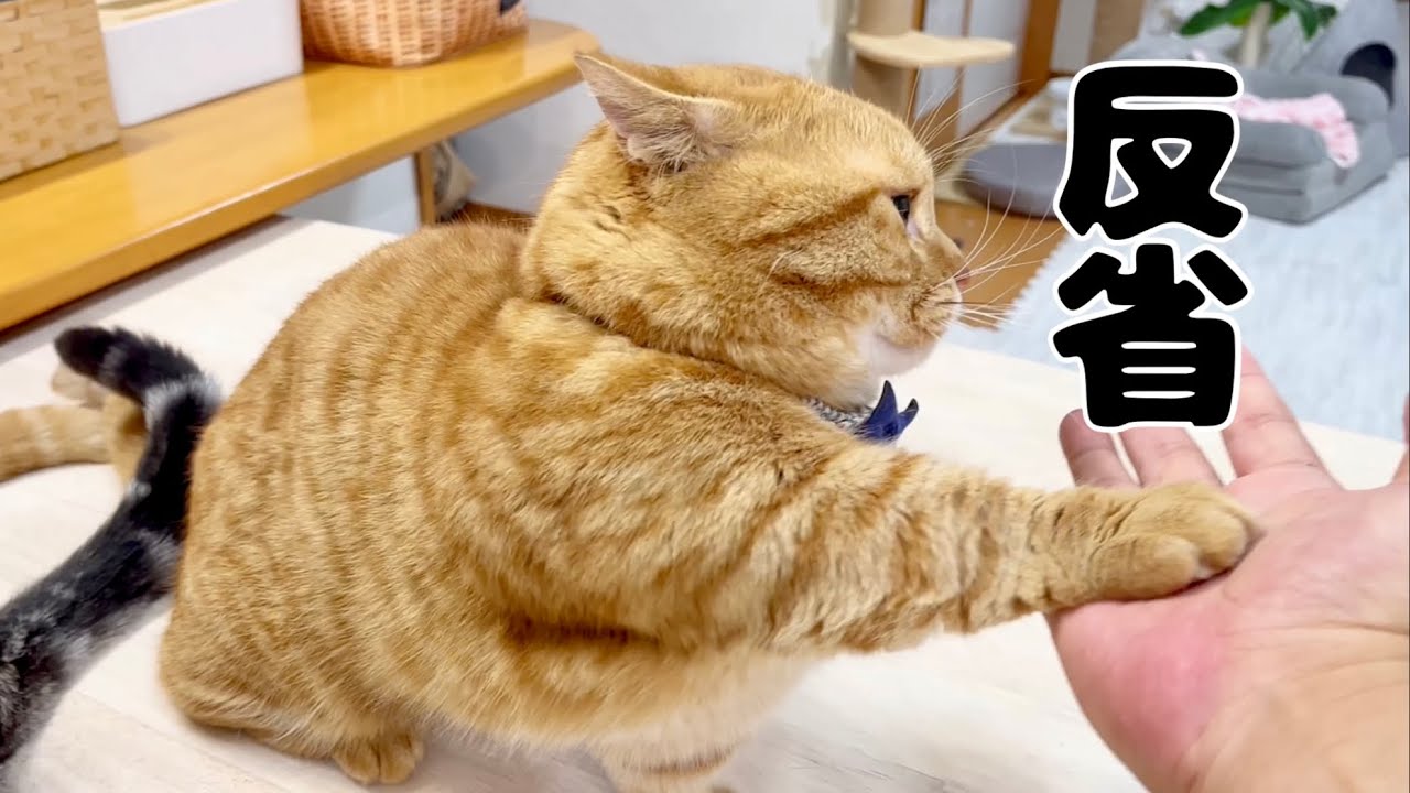 今日もみんなにちょっかいを出してしまい反省する猫 #猫 #マンチカン