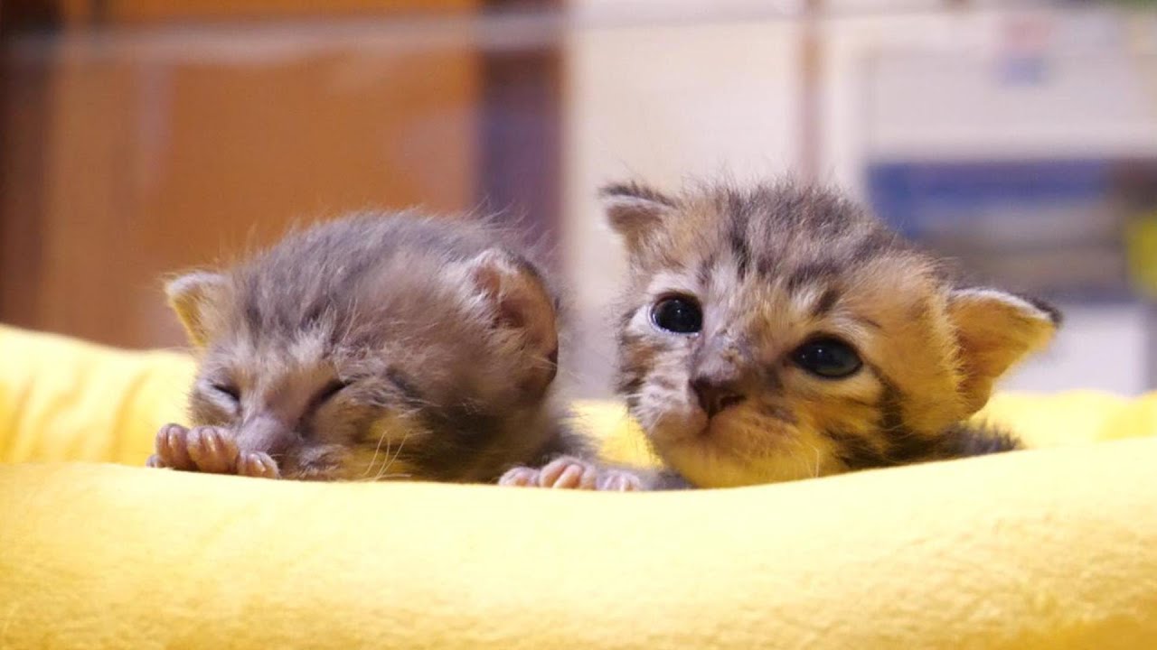 おじの持つミルクに気づいた子猫がベッドをこっそり抜け出す【赤ちゃん猫　保護猫】