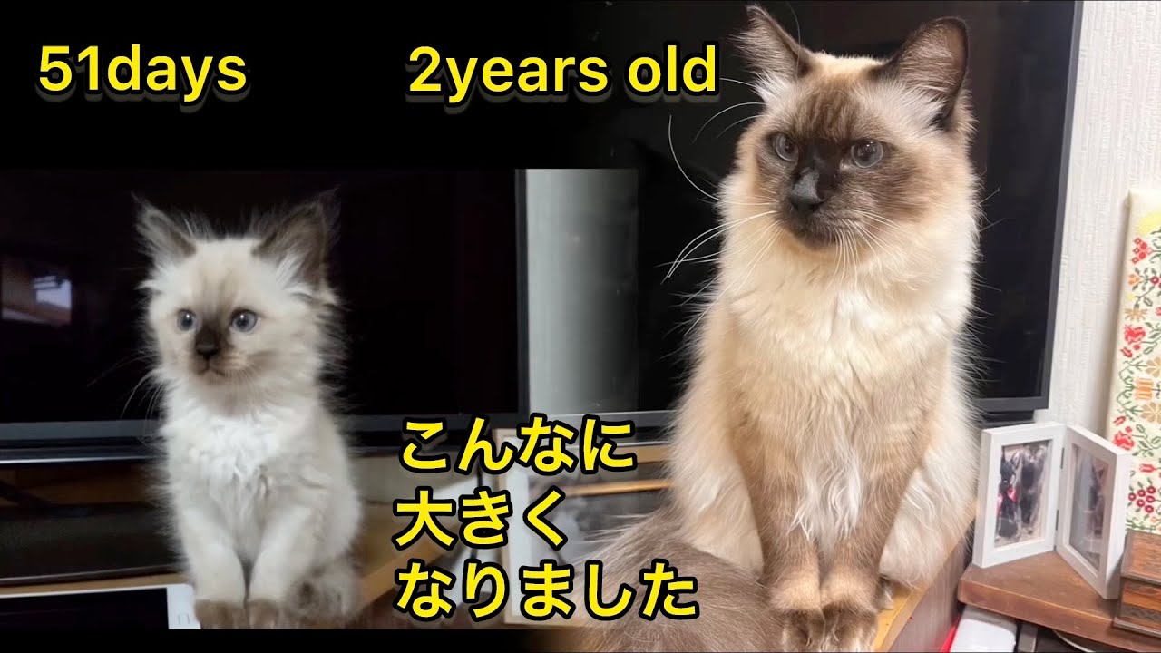 【猫の成長記録】ふわふわモフモフに大きくなりました。子猫から成長したシャムミックス長毛猫のモカちゃんです。生後51日目と2歳7ヶ月の比較です。