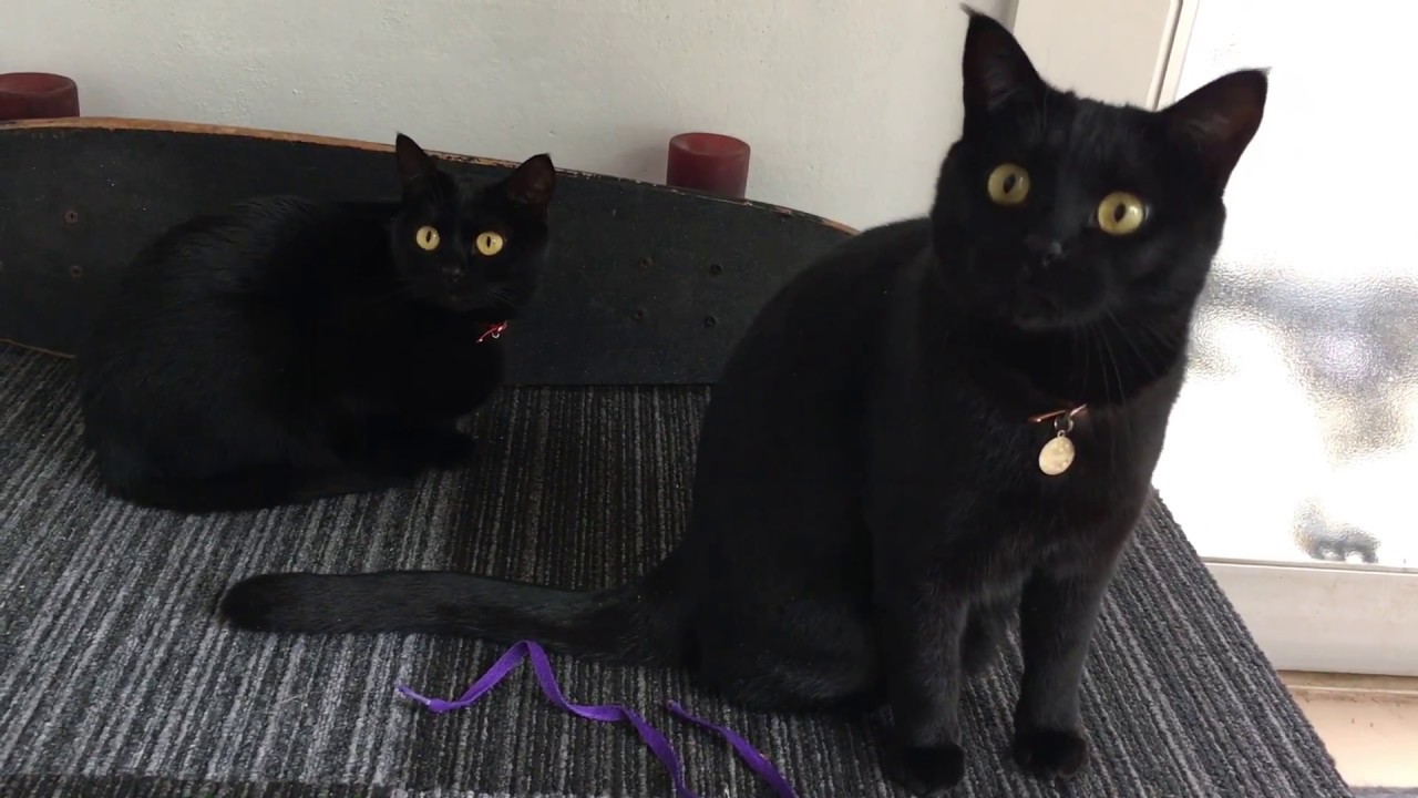 靴ひもに夢中な寅次郎☆4匹黒猫ボンベイ家族