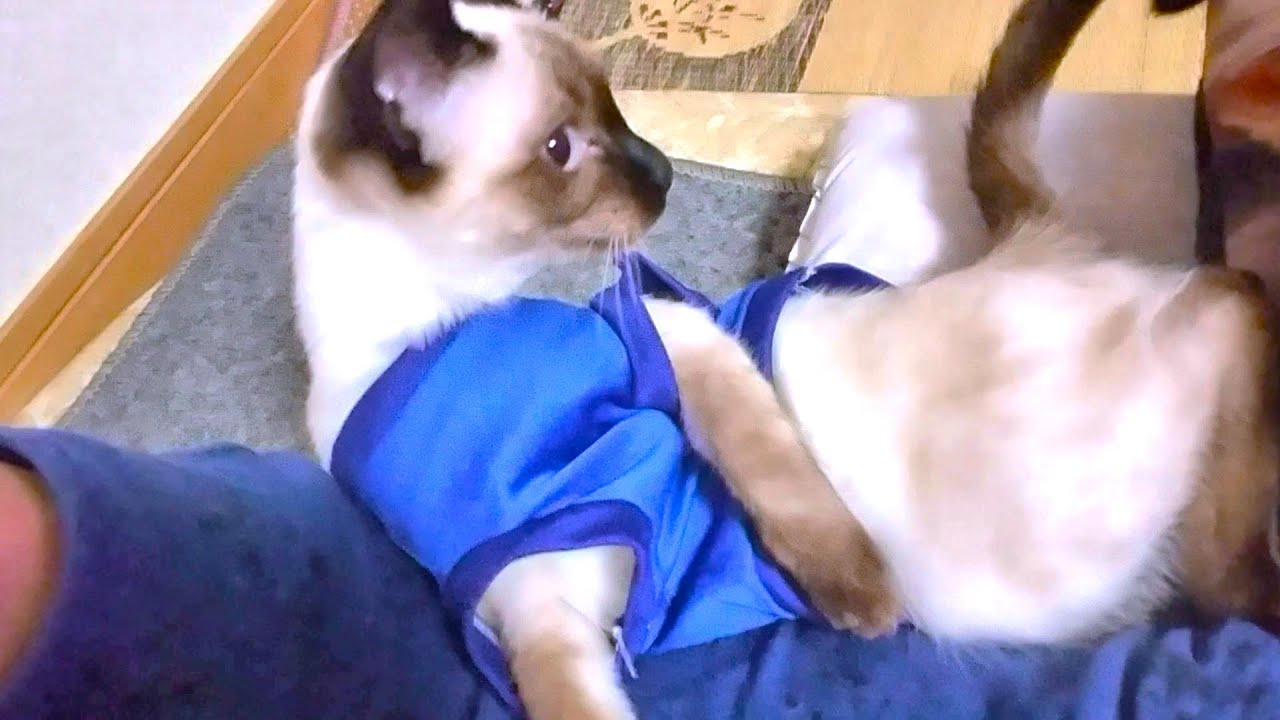 僕の肩から首に巻き付いて来るシャム子猫🤭