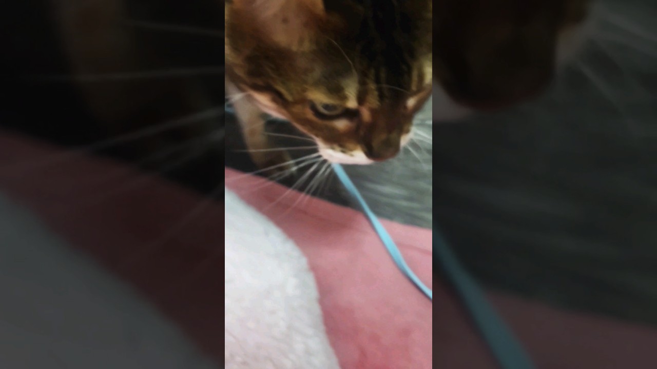 Imagine You're Being Stalked By A Friendly And Lovable Bengal Cat