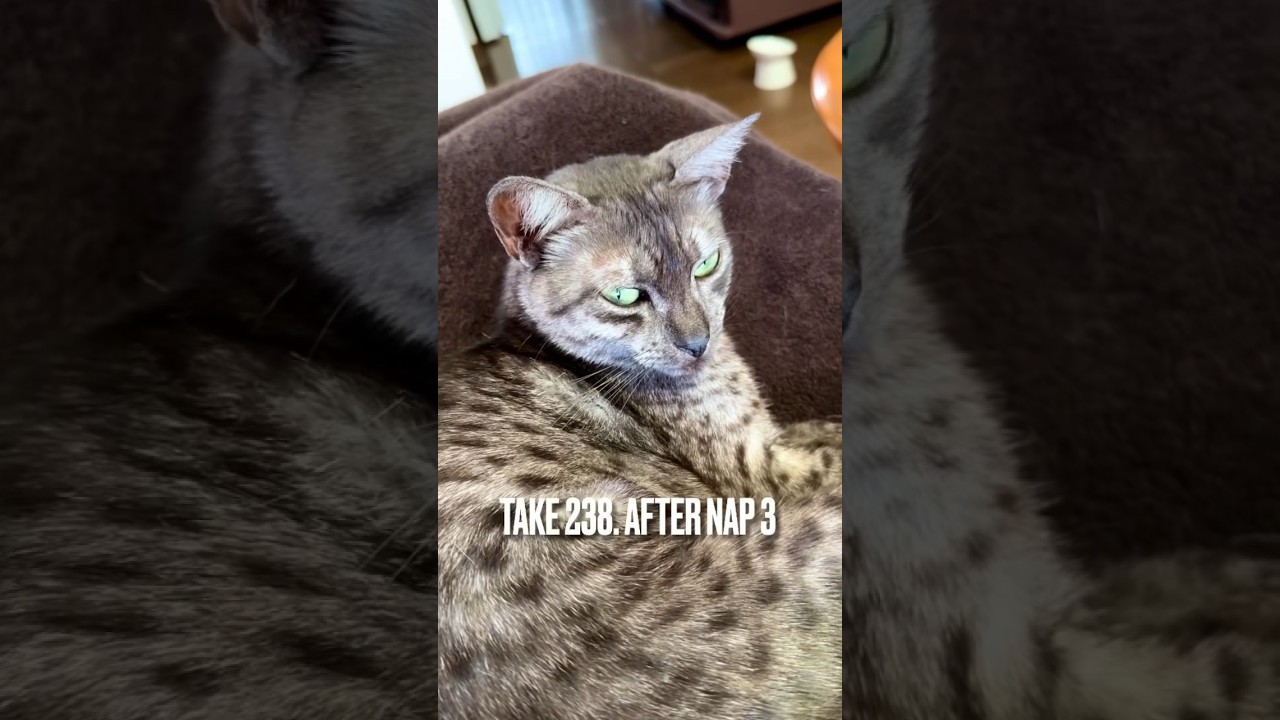 #昼寝 からの目覚めはゆっくり頼みますにゃ❗️#猫あるある #猫のいる暮らし #エジプシャンマウ #shorts