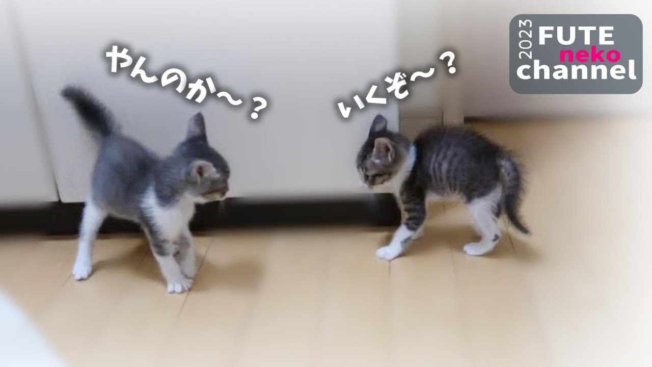 子猫の戦いが激しすぎて大変になってきました【保護子猫】