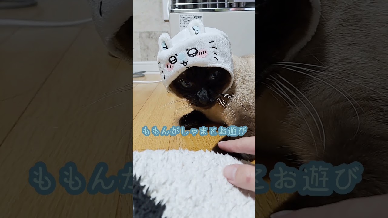 【猫】被り物🐱#猫 #shorts #シャムミックス #ちいかわ
