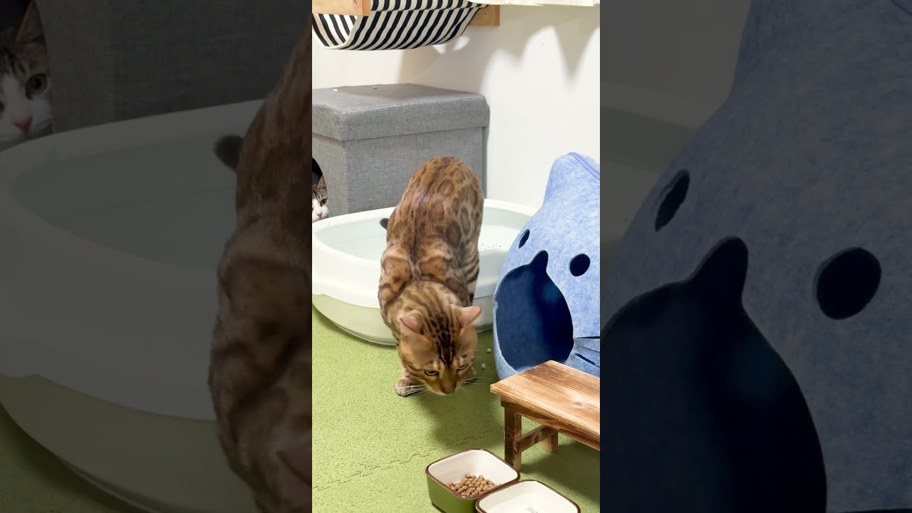 猫が仲良くなるとこんな行動をとるの？ #shorts #ベンガル #猫