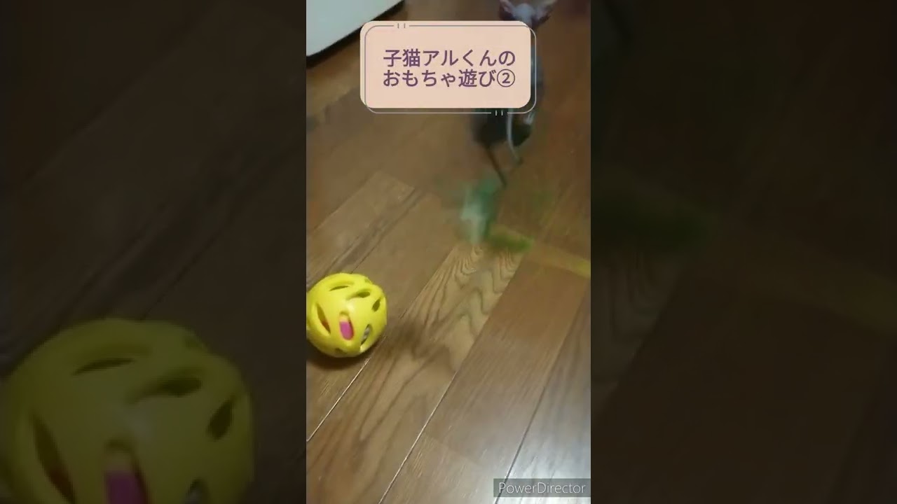 スフィンクスの子猫アルくん　おもちゃ遊び② ＃shorts