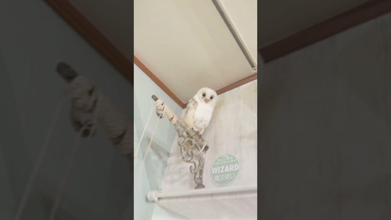 フクロウ保育園👶みんなで朝シャン〜🦉🚿✨