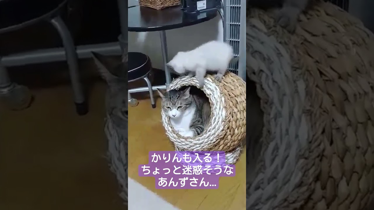 猫ちぐらにむりやり入るかりんさん #shorts