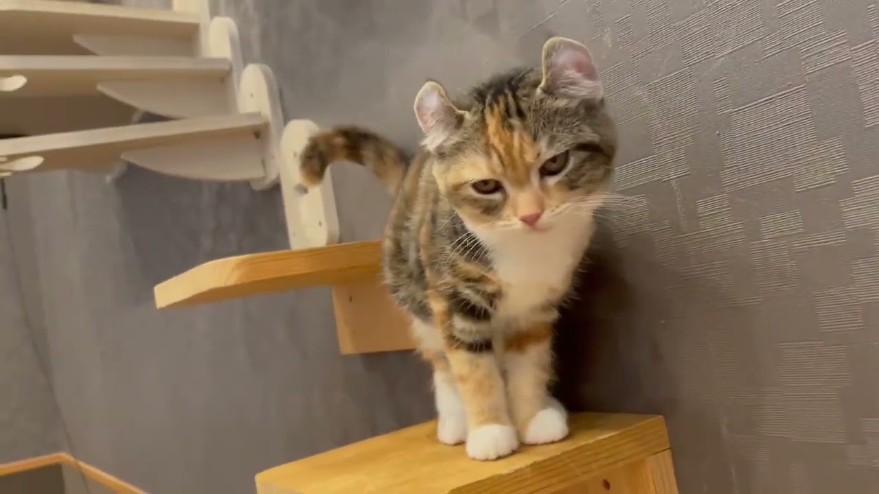 ペットショップCoo&RIKU　651976　アメリカンカール