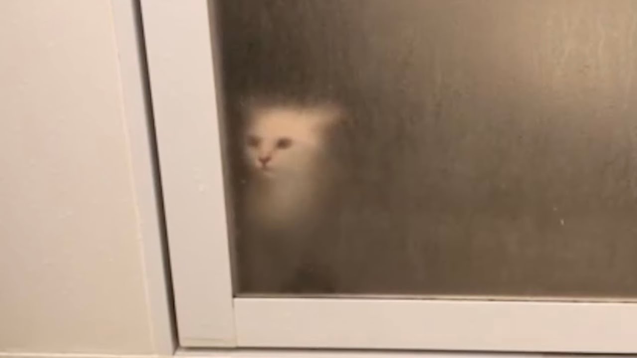 飼い主のお風呂を健気に待ち続ける子猫