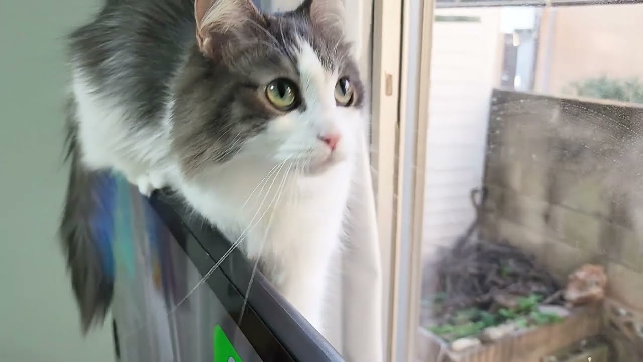 うっすいテレビの上で朝活をする猫が可愛い【ノルウェージャン】