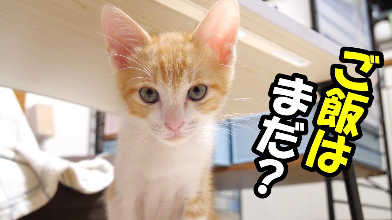 ご飯が待ち遠しい子猫はかわいい鳴き声でママに催促する。【赤ちゃん猫　保護猫】