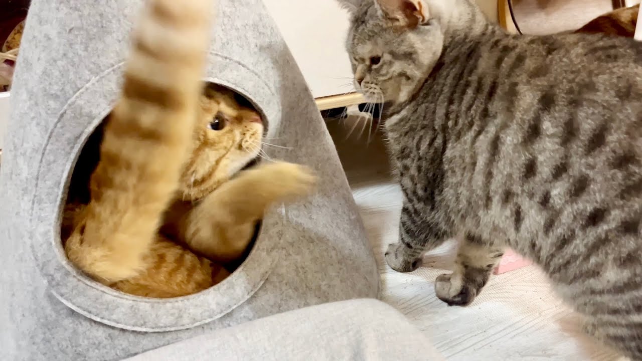 やどかりに入ってテンション上がった茶々パパとポッポママと最強クロくん #猫 #マンチカン