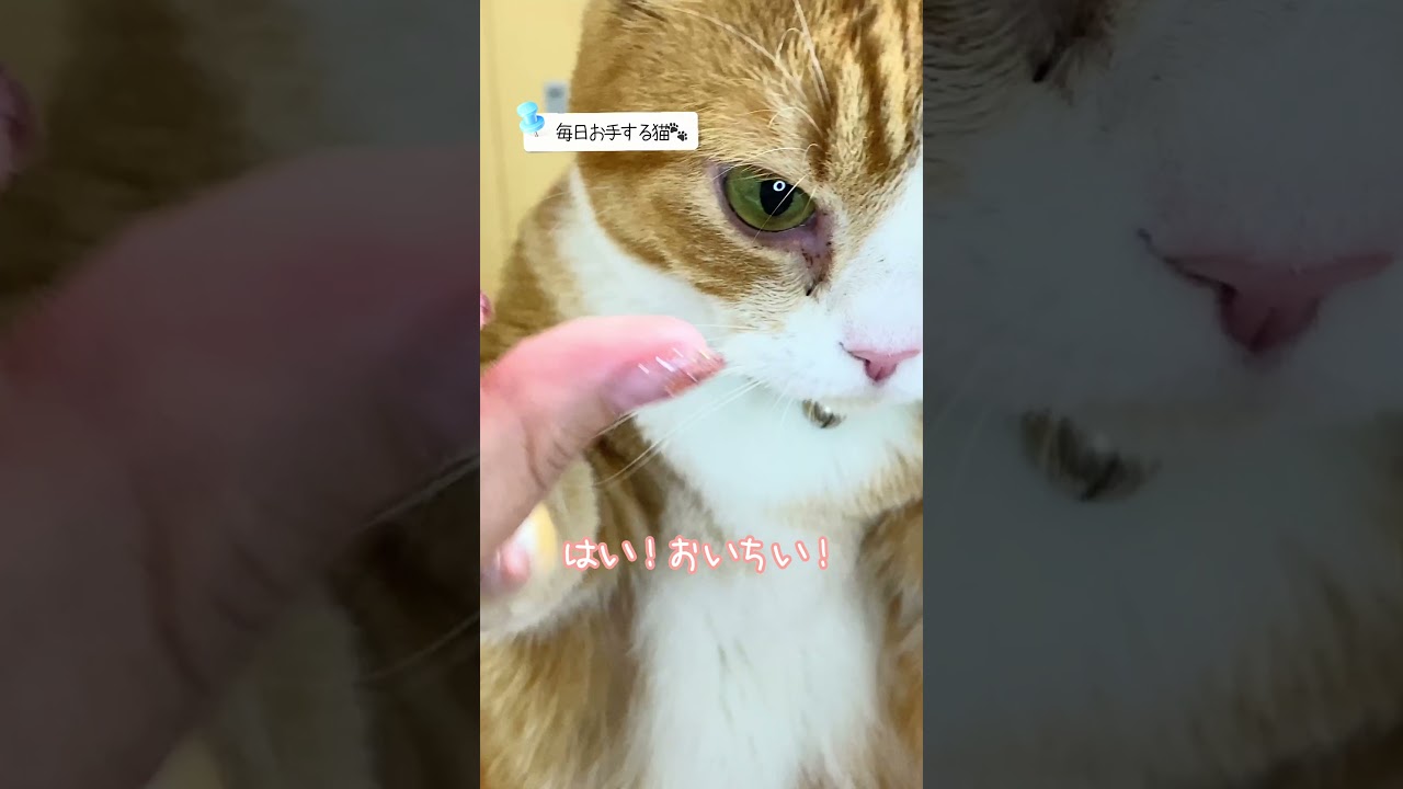 【お手する猫】↑↑↑↑↑本編はこちらから↓↓↓↓↓#猫  #cat #shakeapaw  #shorts
