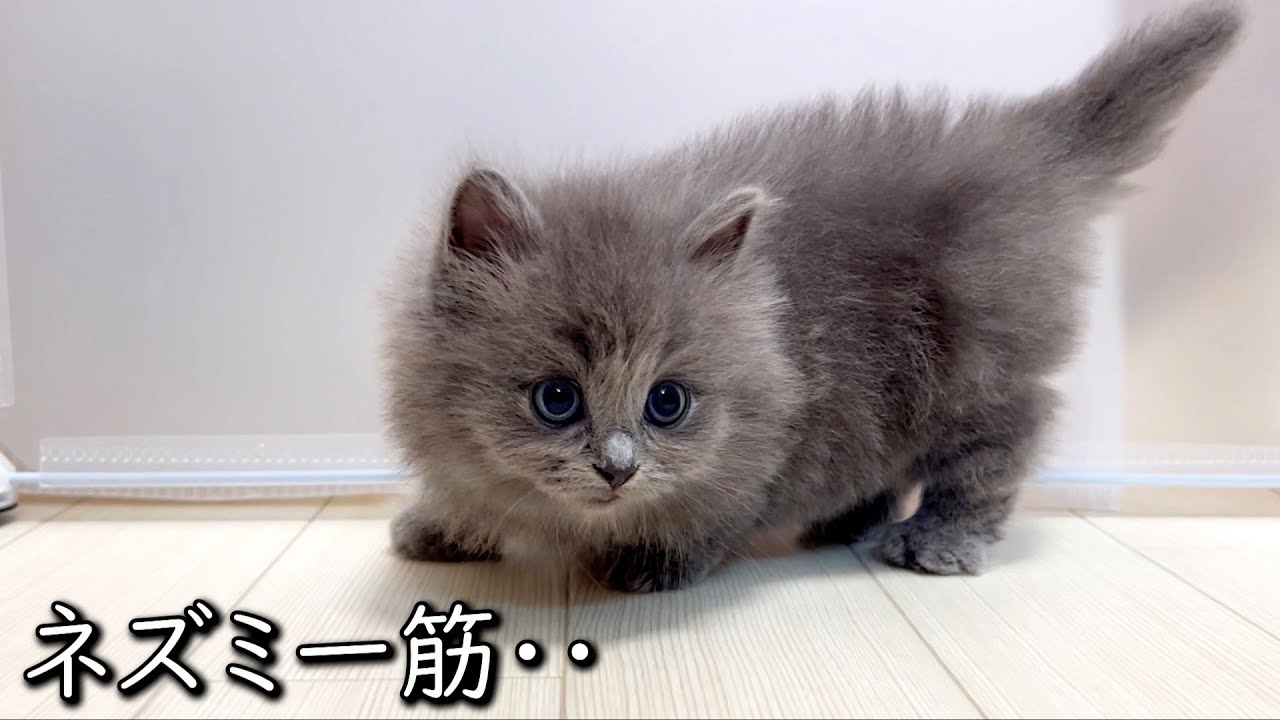 【マンチカンの子猫】一途な気持ちを持った子猫の件 ∼猫のいる生活Vol.842~ 出産動画 マンチカン短足・ミヌエット・ペルシャ猫専門ブリーダー『ペット蔵人』【子猫の成長記録】