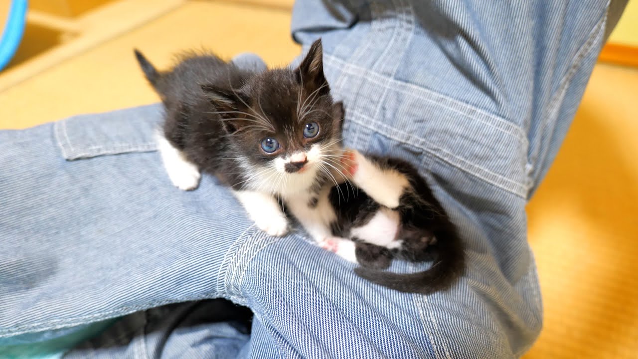 膝の上で遊ぶ仲良し子猫姉妹💕【道路のずぶ濡れ子猫保護3日目】