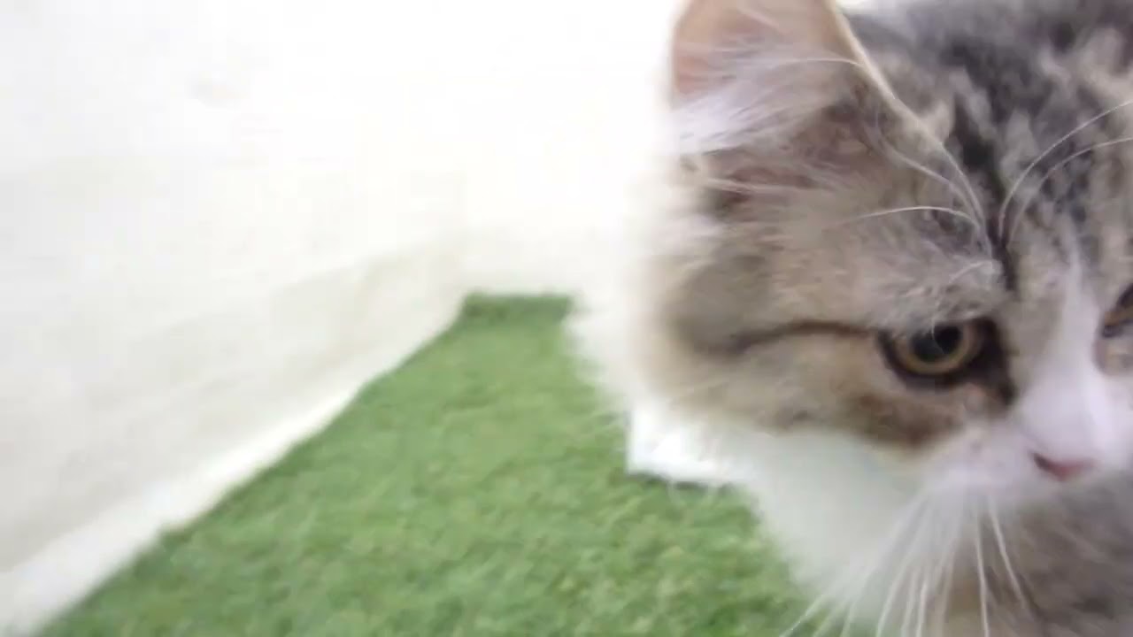 ペットショップcoo&riku No.00656998 ラガマフィン
