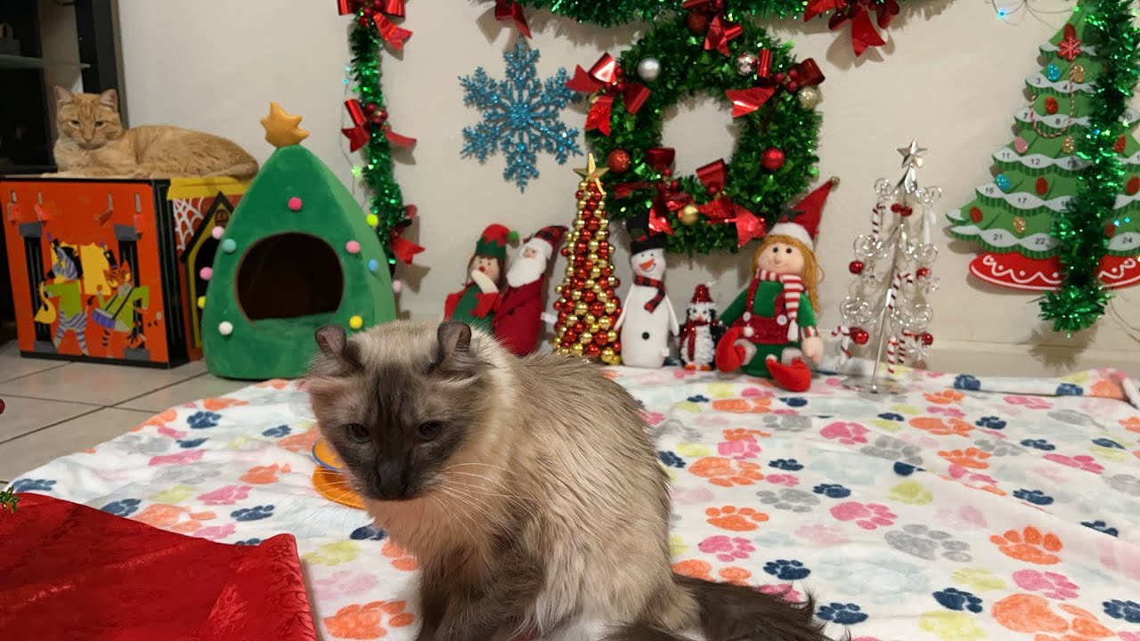 もうすぐクリスマス🎄猫ライブ配信中 😽 6 Cats Live Stream #live #ライブ配信 #生配信 #ねこ