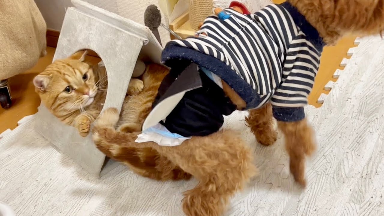 ちゃびくんとレオくんのよくわからない謎のあそび #猫 #マンチカン