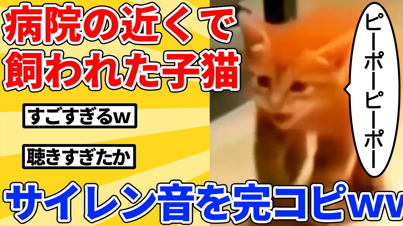 【2ch動物スレ】救急車の音を聴きすぎた子猫→鳴き声がサイレン音になるｗｗｗｗｗ