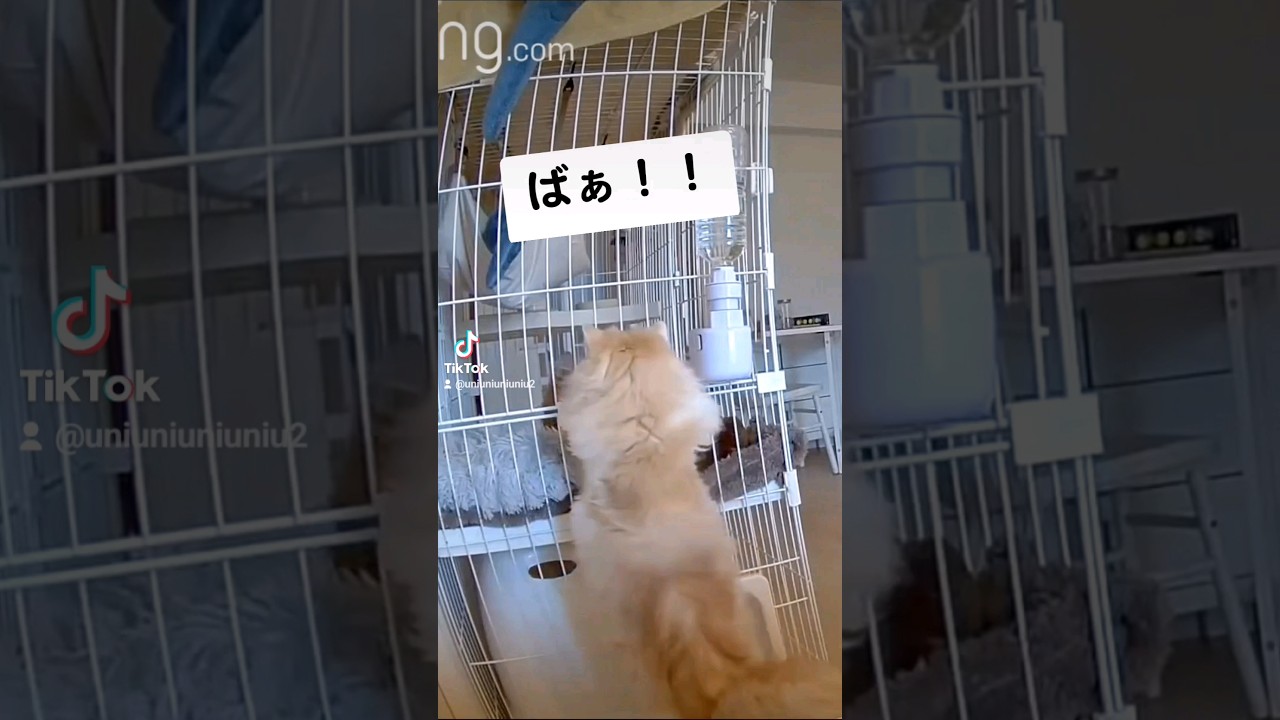 驚かせたい猫 #ラガマフィン #子猫 #cat #shorts