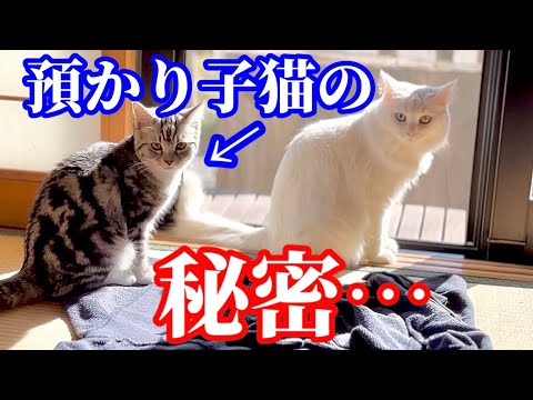 マンチカンの子猫の秘密を暴露します