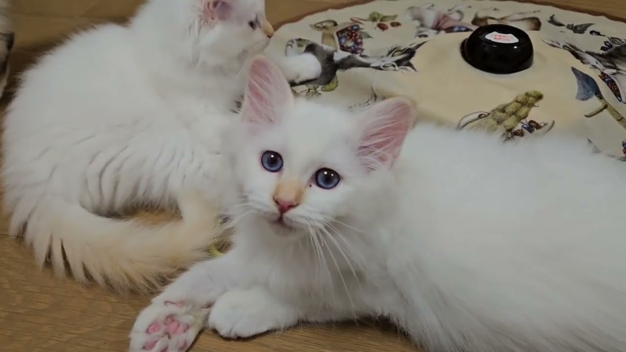かなり激しい動きになったバーマン子猫達