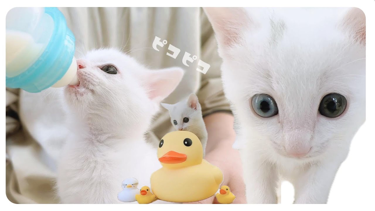 子猫が必死でミルクを飲むと耳が「ピコピコ」します★ひとりでは広すぎるお部屋を暴れまわるよ【保護猫生活26日目2】