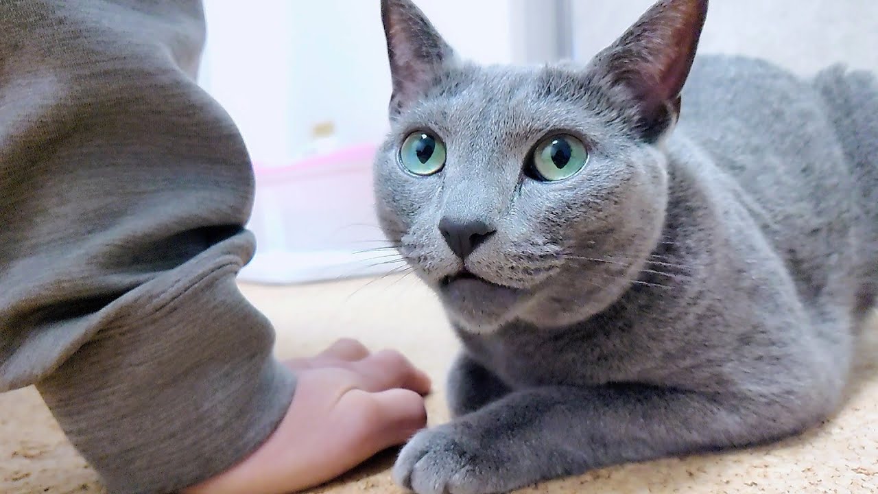 【猫動画】旦那の手をスリスリしちゃうロシアンブルー【russianbule】Russian Blue rubs her owner's hand