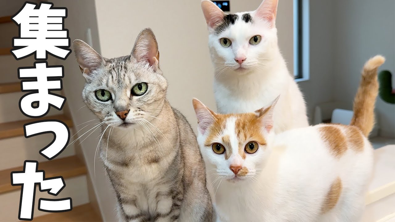 なぜか集まる猫たちが可愛すぎた…！