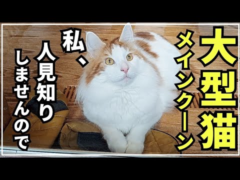 動じない、マイペースすぎる猫。来客が多い大型猫の休日【メインクーン】