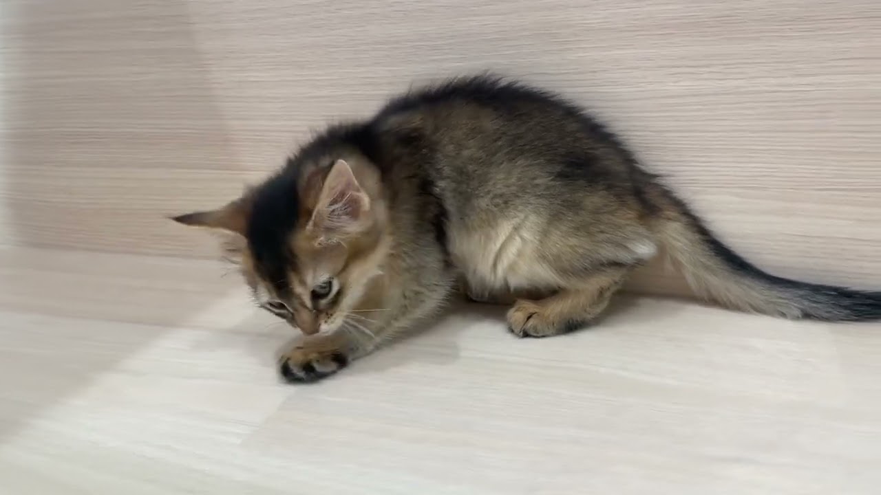 💖お顔立ちが美人さん💖大人気のソマリの女の子【パピードリーム】