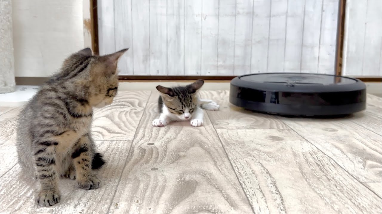 生後44日 走るルンバと睡魔に負ける子猫【山菜兄妹#43】Robot vacuum cleaner and sleepy kitten.