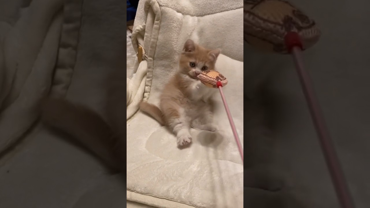 はじめまして。なっつの妹の「つき」ちゃんです。 #shorts #猫 #スコティッシュフォールド #つき