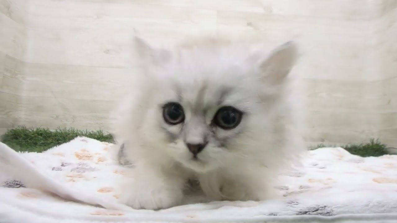 ペットショップcoo&riku No.00656747 ペルシャ