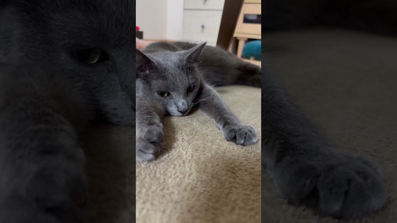 急に爪シャキーン＆フミフミな猫（ロシアンブルー）#shorts