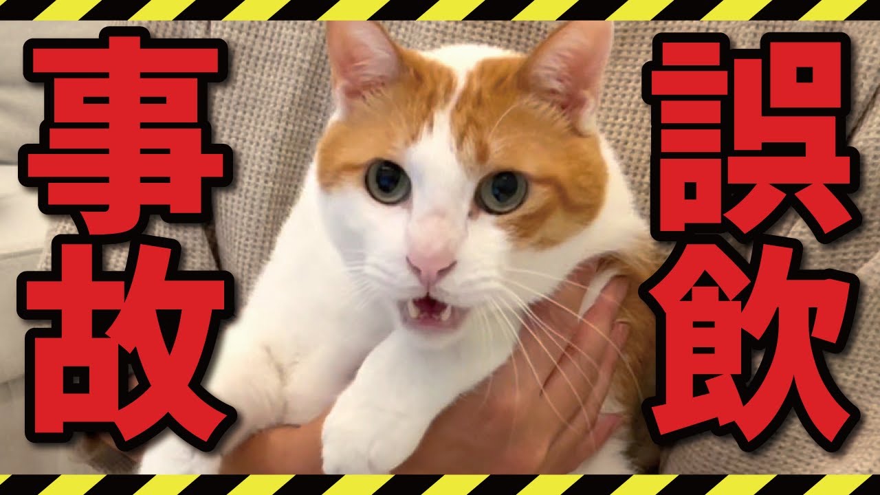 【反省】やってしまいました…【関西弁でしゃべる猫】【猫アテレコ】