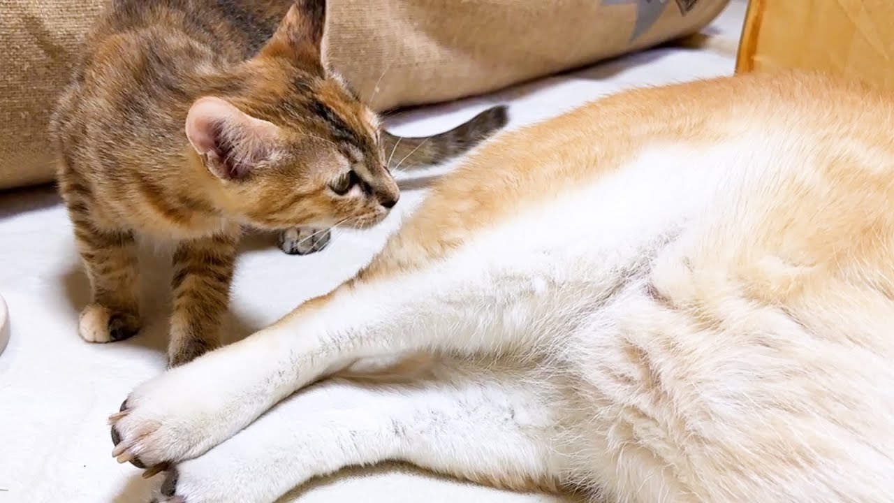 慎重派の子猫が柴犬に愛情表現を見せるようになりました！